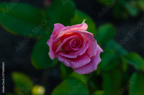 real pink rose in a park