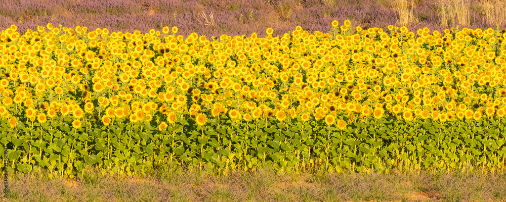 Obraz premium sunflowers in a field