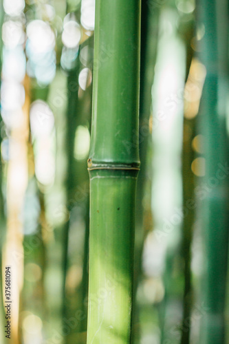 Fototapeta Naklejka Na Ścianę i Meble -  bamboo forest background