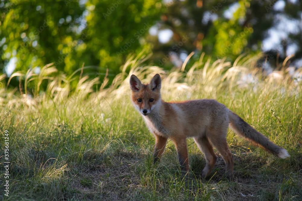 A young fox stands in the shade and looks at the camera. Trees on blurred background
