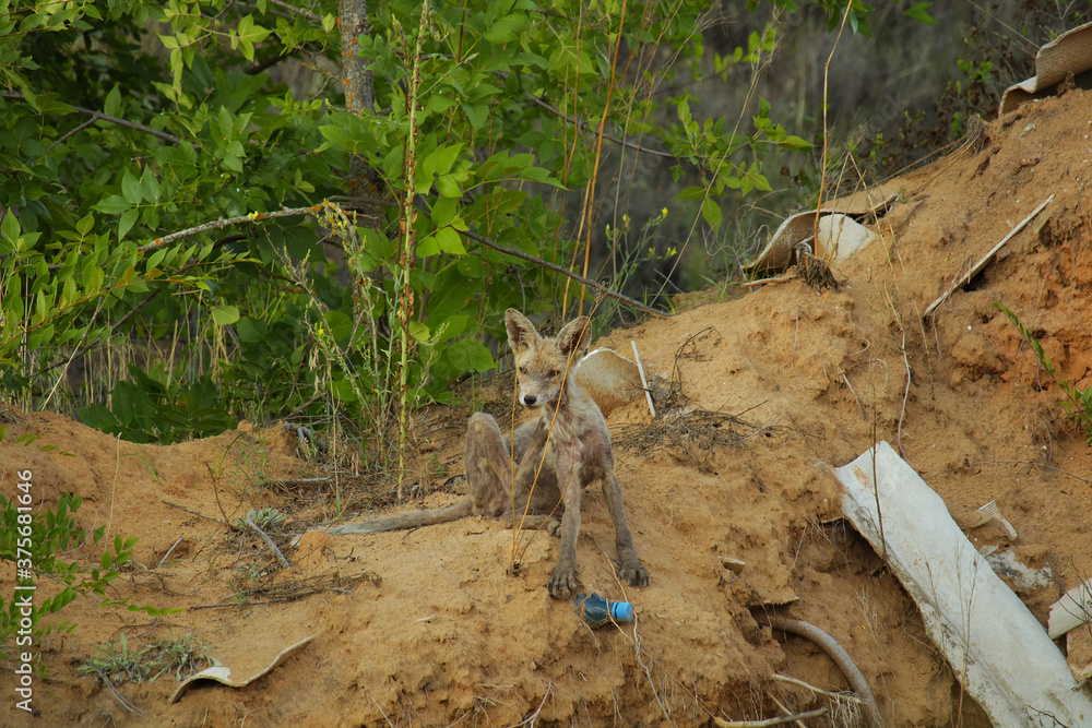 An emaciated young fox with a skin disease sits on the slope of a sand pit An emaciated young fox with a skin disease sits on the slope of a sand pit