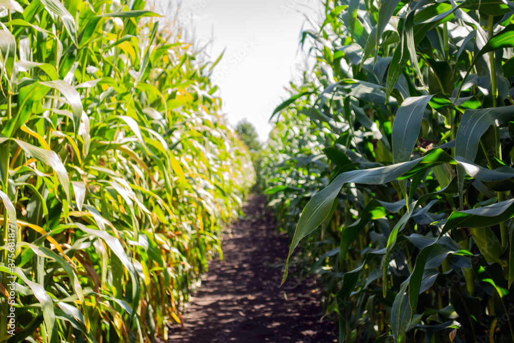 field of corn in the period of milk grain ripeness. silage litter time field of corn in the period of milk grain ripeness. silage litter time