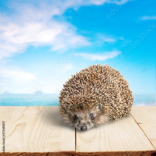 Hedgehog.
