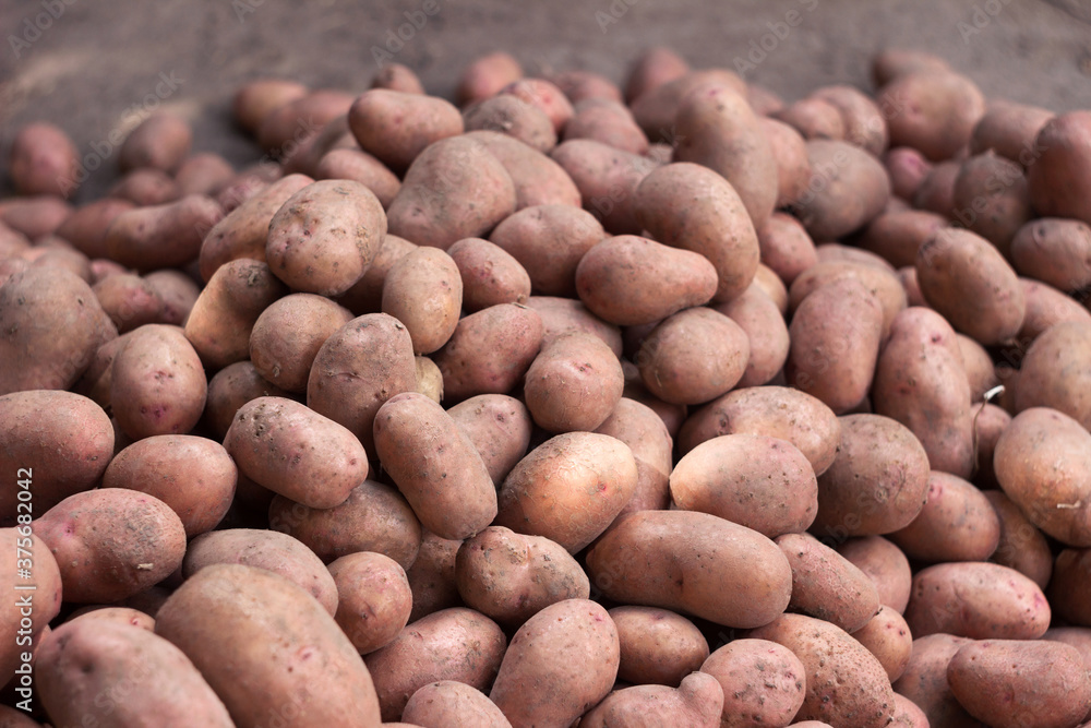 Lots of dug dirty potatoes, background. Harvesting potatoes, healthy vegetables. Agriculture Lots of dug dirty potatoes, background. Harvesting potatoes, healthy vegetables. Agriculture