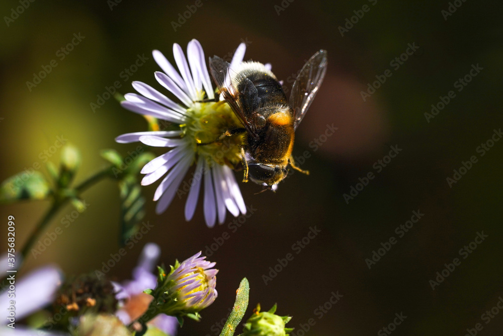 Volucella bombylans var plumata hoverfly. Excellent bumblebee mimic in the family Syrphidae, nectaring on flower Volucella bombylans var plumata hoverfly. Excellent bumblebee mimic in the family Syrphidae, nectaring on flower