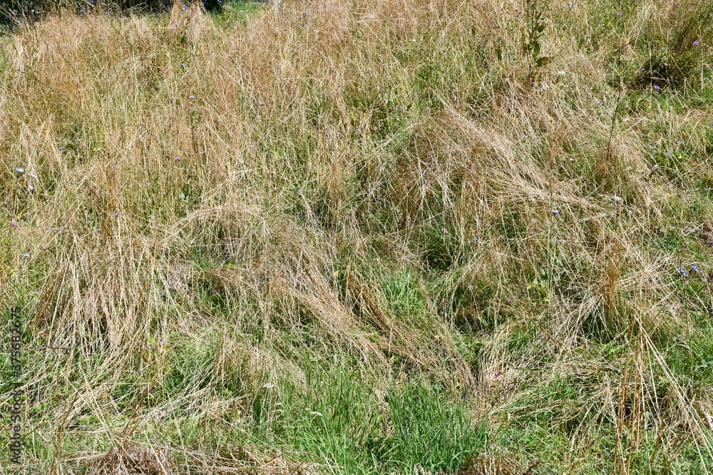 Abstract plant background of dry grass in a meadow. Abstract plant background of dry grass in a meadow.