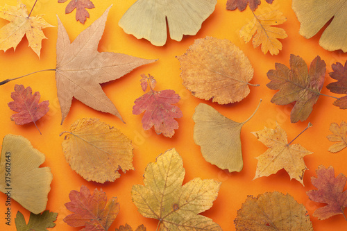 Autumn Colored Leaves Background