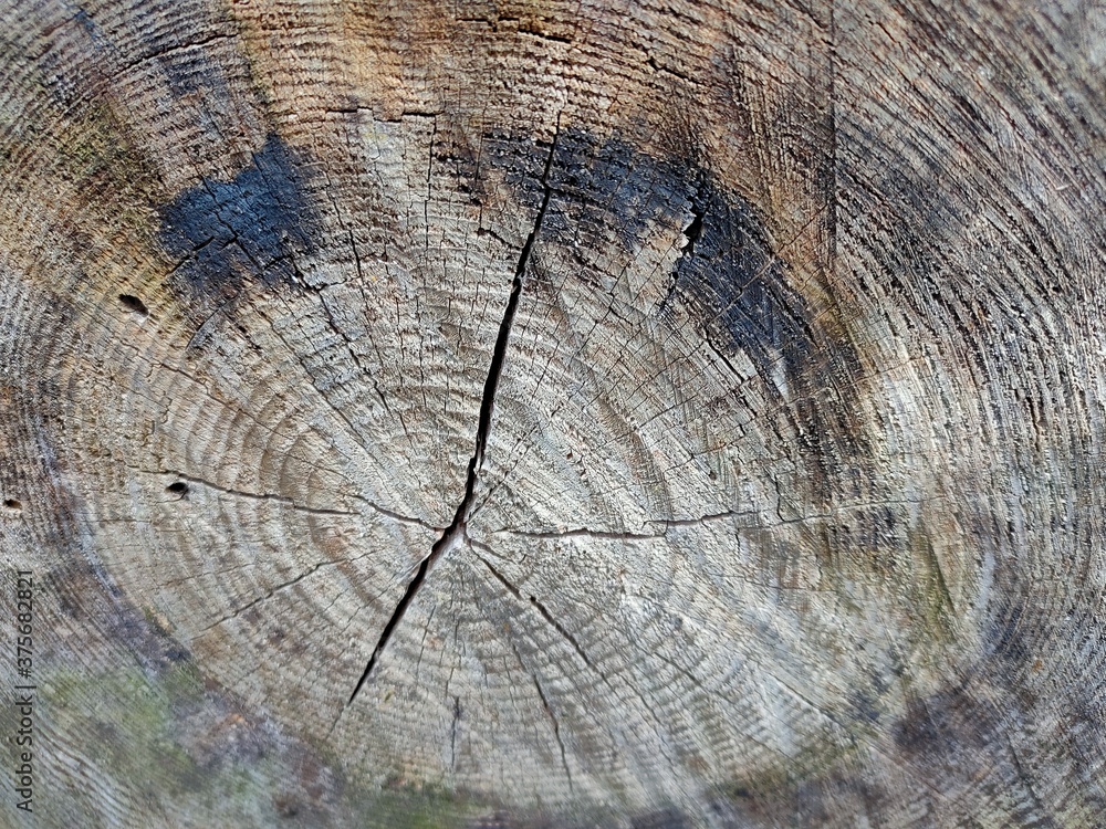 Fototapeta premium cross section of tree trunk