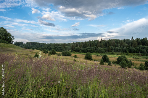 A field with tall grass and a dense green forest and a beautiful cloudy sky.