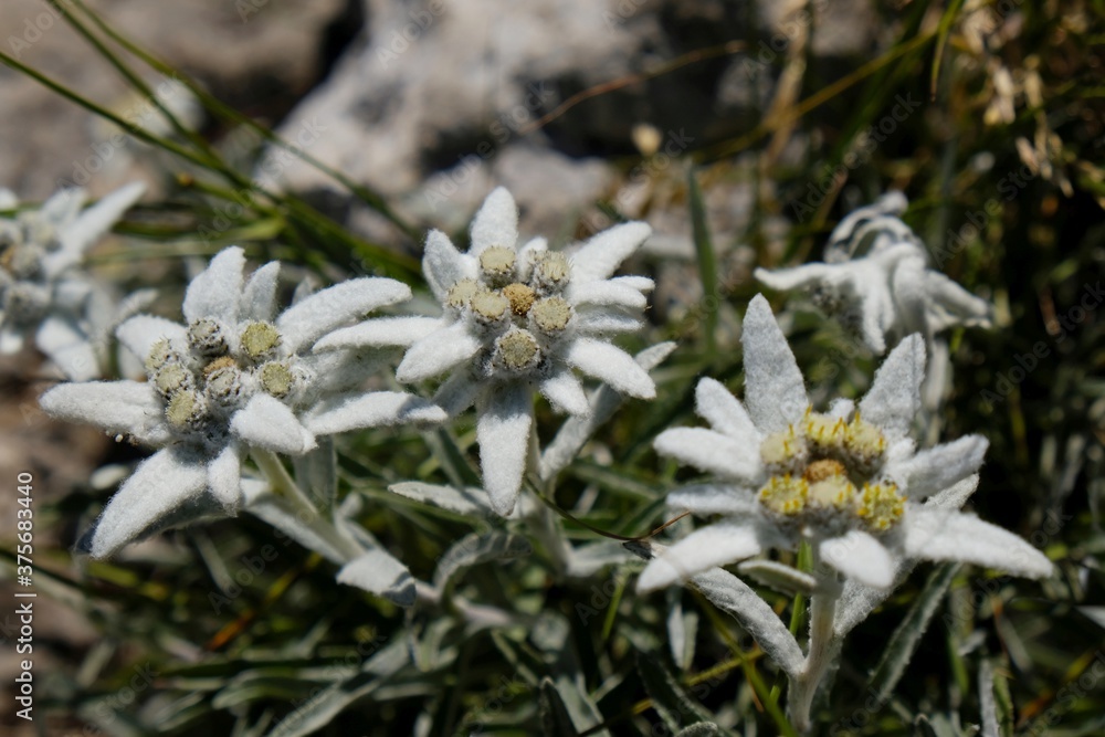 Nice mountain flowers of Leontopodium nivale, commonly called edelweiss, met in Velebit National Park, Dinaric Mountains, Croatia. Nice mountain flowers of Leontopodium nivale, commonly called edelweiss, met in Velebit National Park, Dinaric Mountains, Croatia.
