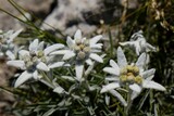 Nice mountain flowers of Leontopodium nivale, commonly called edelweiss, met in Velebit National Park, Dinaric Mountains, Croatia. 