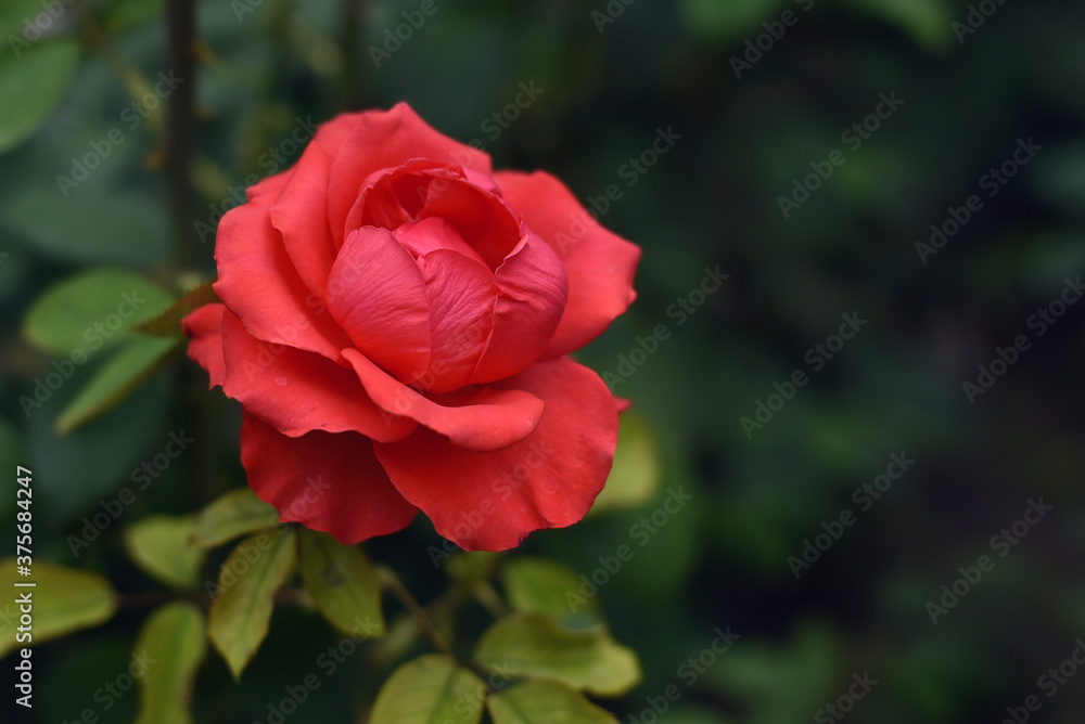 Close up of single natural beautiful rose flower in the garden. Beautiful red rose flower in the garden. Close up of single natural beautiful rose flower in the garden. Beautiful red rose flower in the garden.