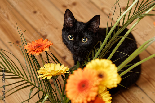 cat and flowers photo