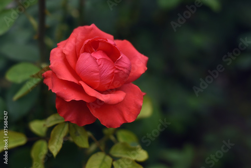 Close up of single natural beautiful rose flower in the garden. Beautiful red rose flower in the garden.