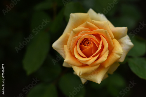 Close up of single natural beautiful rose flower in the garden. Beautiful orange rose flower in the garden.