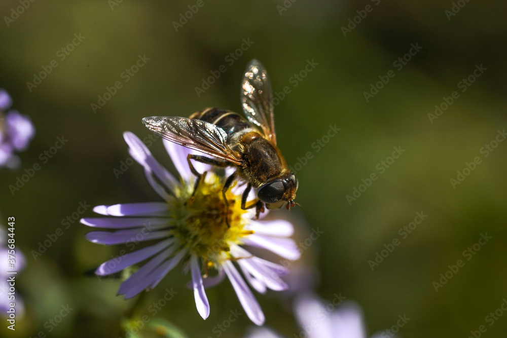 A hornet-mimic hoverfly Volucella zonaria, Family Tachnidae A hornet-mimic hoverfly Volucella zonaria, Family Tachnidae