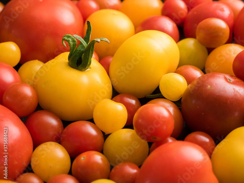 Collection of red, orange and yellow tomato cultivars