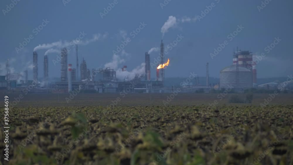 loss of harvest concept - dry field of sunflowers with working factory on the background. smoke stacks, air and soil pollution. impact of industrial pollution on the environment and agriculture loss of harvest concept - dry field of sunflowers with working factory on the background. smoke stacks, air and soil pollution. impact of industrial pollution on the environment and agriculture