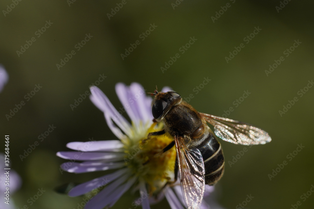 A hornet-mimic hoverfly Volucella zonaria, Family Tachnidae A hornet-mimic hoverfly Volucella zonaria, Family Tachnidae