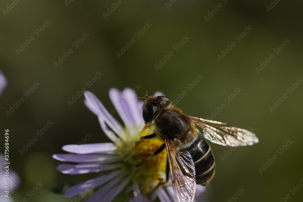 A hornet-mimic hoverfly Volucella zonaria, Family Tachnidae A hornet-mimic hoverfly Volucella zonaria, Family Tachnidae