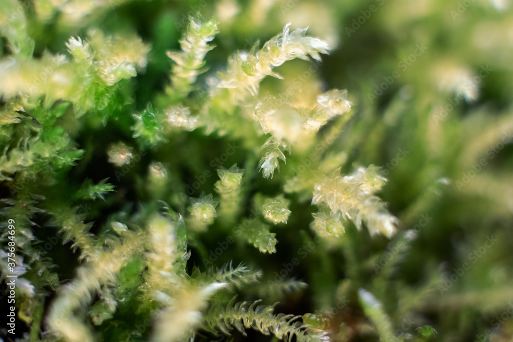 Macro of bryum moss Pohlia nutans with dew drops on forest floor over dark green background Macro of bryum moss Pohlia nutans with dew drops on forest floor over dark green background