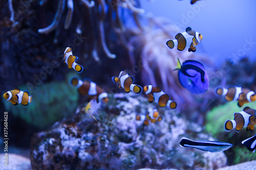 Clown fish in a spacious aquarium on a blue background. Underwater life. A giant saltwater aquarium. Relaxation and therapy for kids in the aquarium.