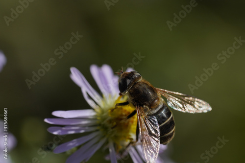 A hornet-mimic hoverfly Volucella zonaria, Family Tachnidae  © helen_f