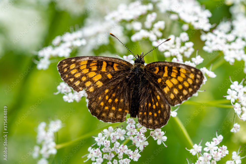 Fototapeta premium Wiese