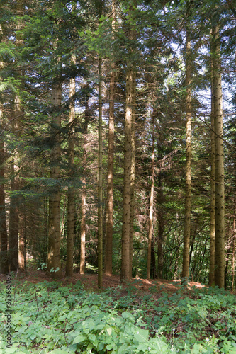 Sun shining in a forest  sunshine and sun rays in the woods