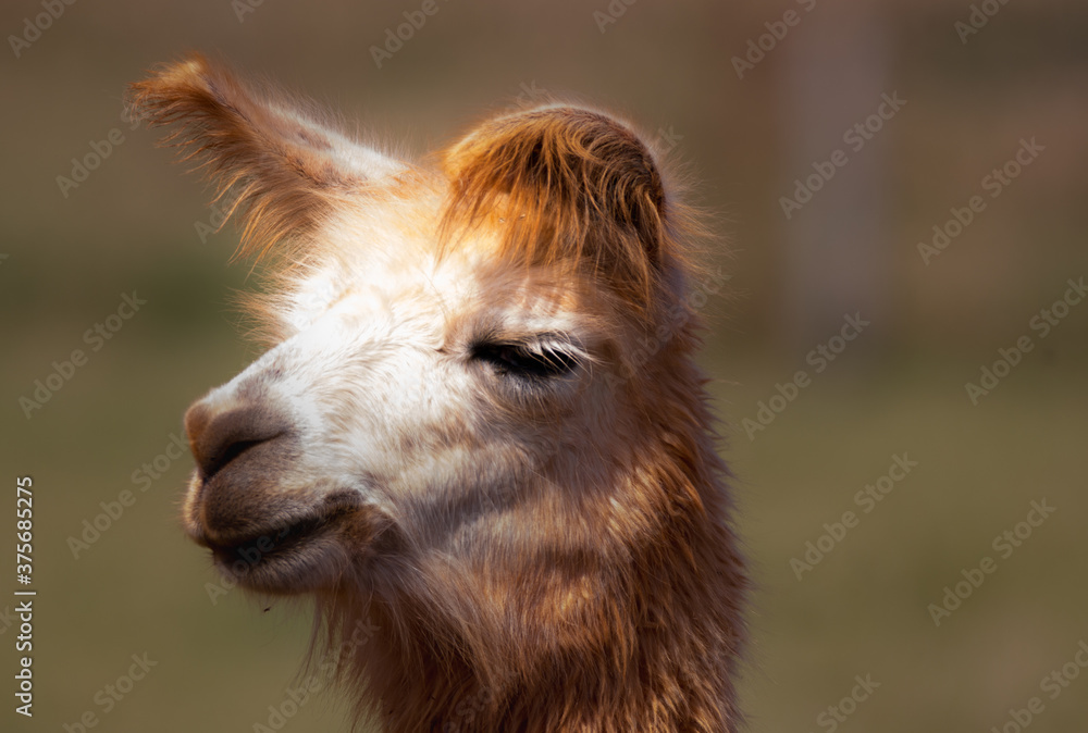 close up of a llama head