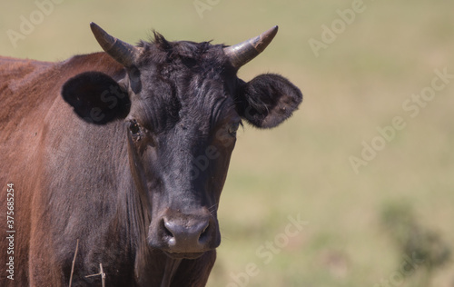 close up of a cow in a field