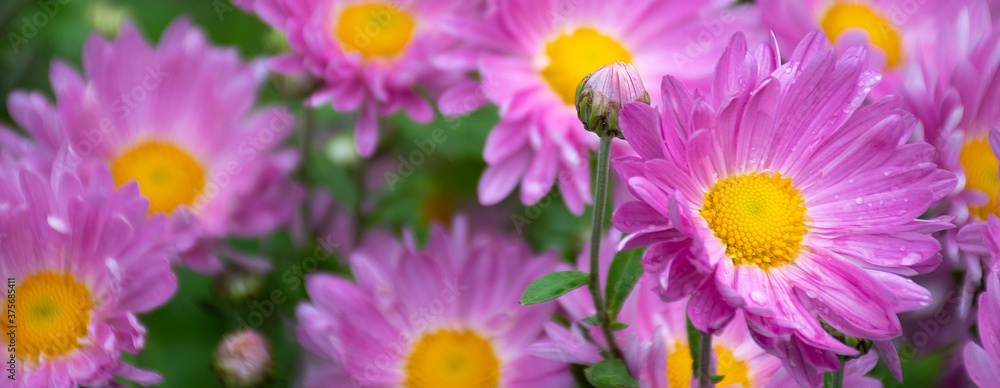 Obraz premium Field of bright pink daisies after rain: place for text, close up, selective focus 