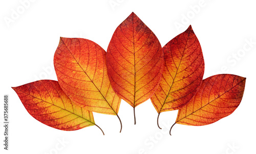 autumn leaves on white background with clipping path.