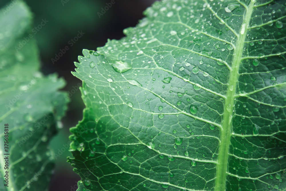 Large green leaf with water drops. Macro mode Large green leaf with water drops. Macro mode