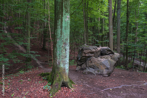 Binowo 03/09/2020 Puszcza Bukowa - a forest complex located in the south-eastern districts of Szczecin on the Bukowe Hills. It is part of the Szczecin Landscape Park