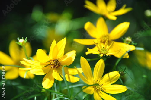Flower Yellow 