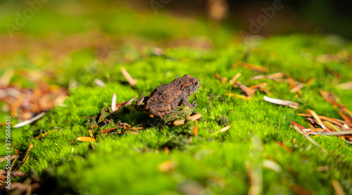Close-up of a toad in the wood