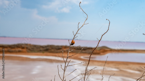 Fotografie Pink salt, landscape sea salt, made from microscopic unicellular algae secretes