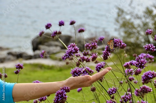 Fototapeta Naklejka Na Ścianę i Meble -  Hand touching Verbena bonariensis lollipop purple flowers. A butterfly on the flower. Natural beauty of the airy clusters of the purple flowers with pink overtones 