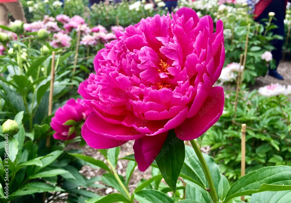 Deep pink peony flower in botanical garden.  