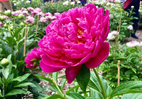 Deep pink peony flower in botanical garden.  