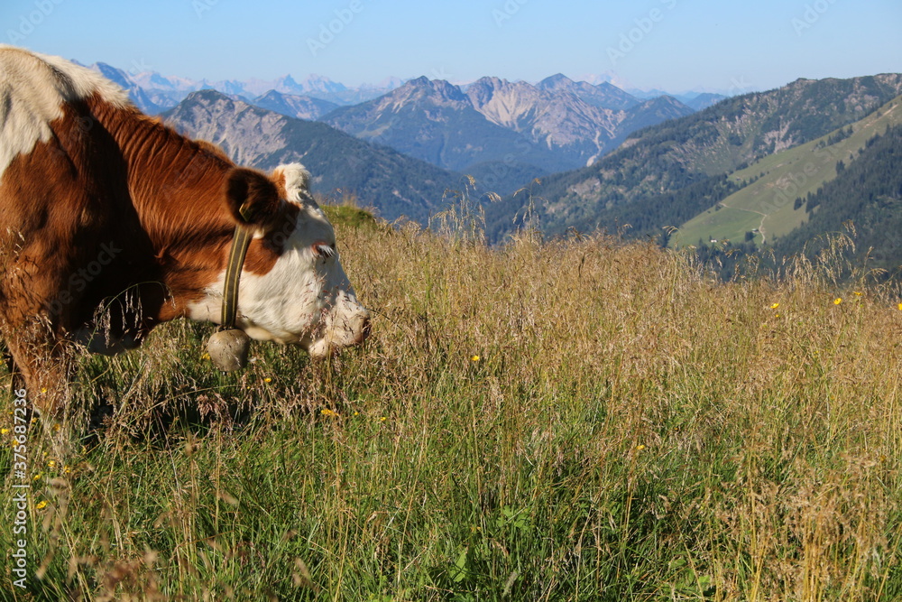 Nahaufnahme einer Kuh in den Alpen