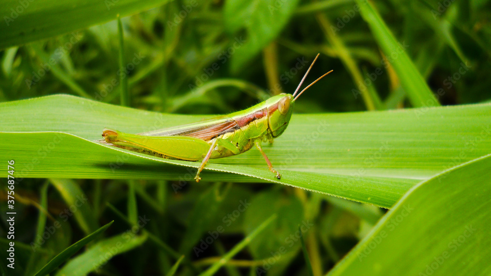 grasshopper grasshopper