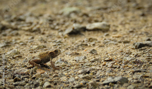 Small froglet walking across a stone path in spring
