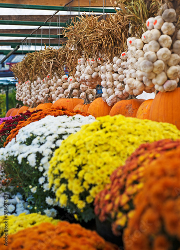  Pumpkin and fall colours at the Market
