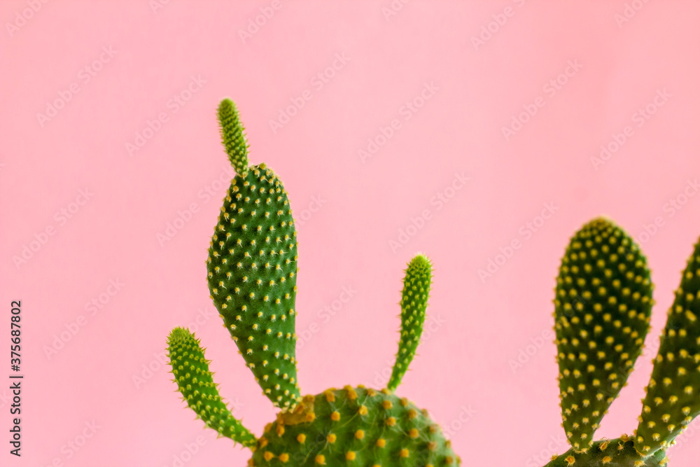 Scientific name: Opuntia humifusa,cactus plant on pastel pink tone background