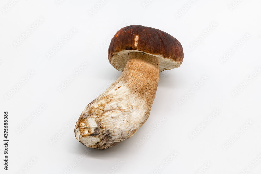 Boletus edulis isolated on background close up food health Boletus edulis isolated on background close up food health