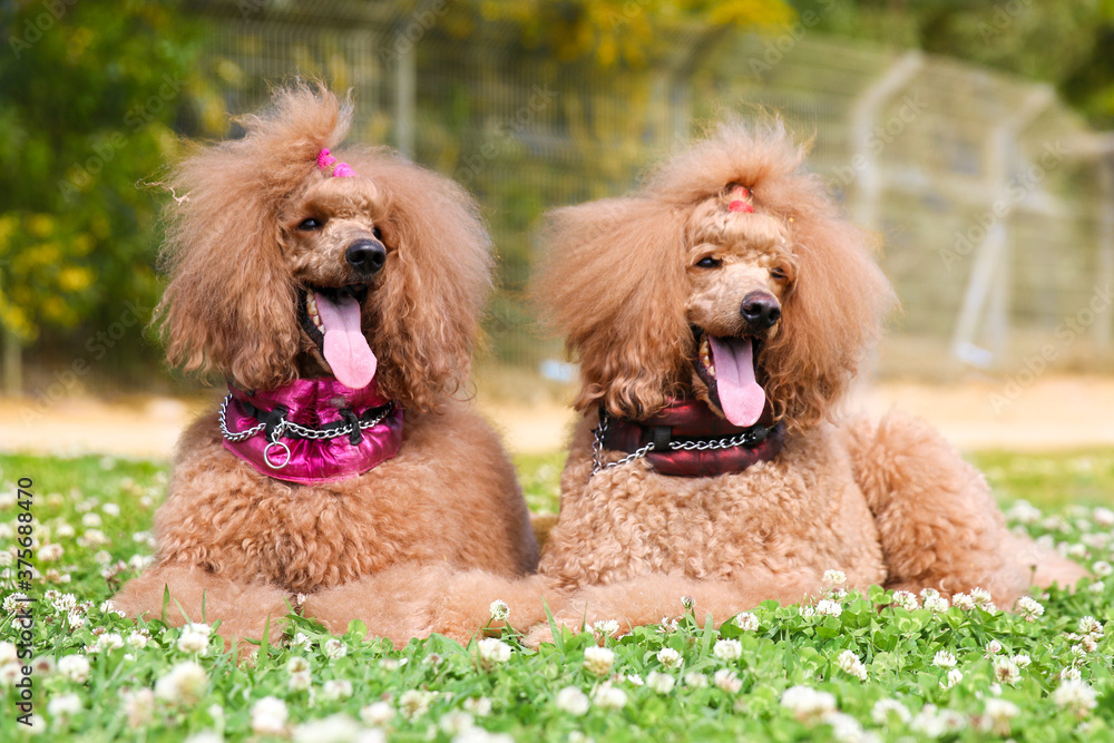 Two charming amazing standard king poodle adult male and female lies outside on hot spring summer day, wearing special pink collars.Smartest dog breed portrait in green blooming field with clover Two charming amazing standard king poodle adult male and female lies outside on hot spring summer day, wearing special pink collars.Smartest dog breed portrait in green blooming field with clover