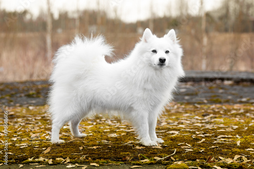 Tableau sur toile Standing portrait of purebred cute charming white japanese spitz female with golden yellow autumn leafs background