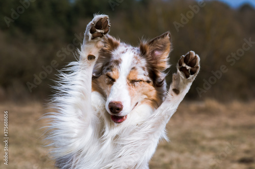 Photography Smiling charming adorable sable red merle and white border collie male outdoors doing tricks with background green grass and blue sky